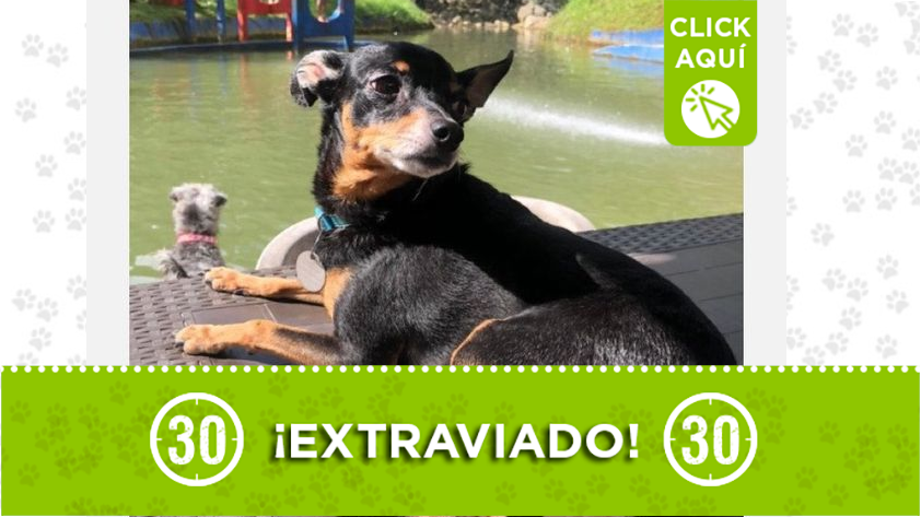 "Tomy" se perdió en Aranjuez