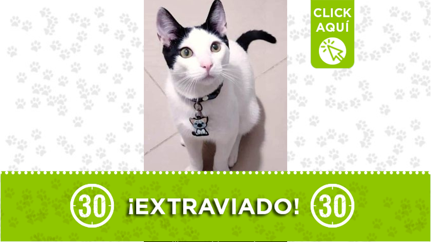 "Loki" se perdió en Acevedo