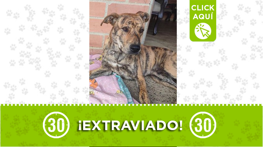 'Tiguer' se perdió en San Cristóbal