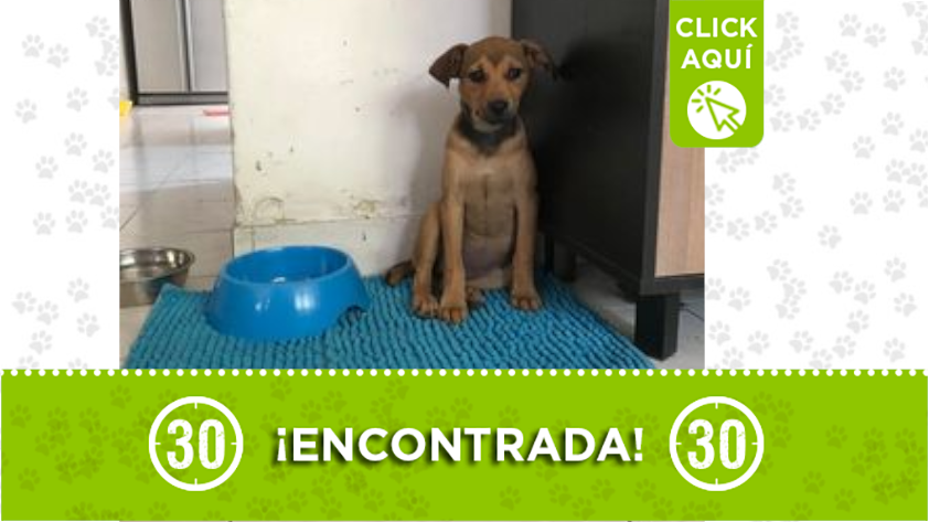Esta linda perrita fue encontrada en 'La América'