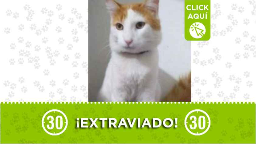 "Martín" se perdió en el barrio Andalucía