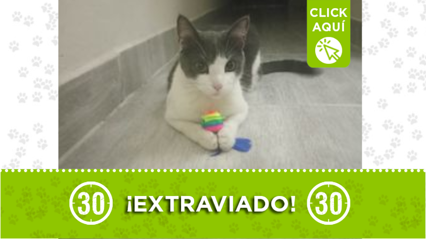 "Mailo" se perdió en Robledo Primaveral