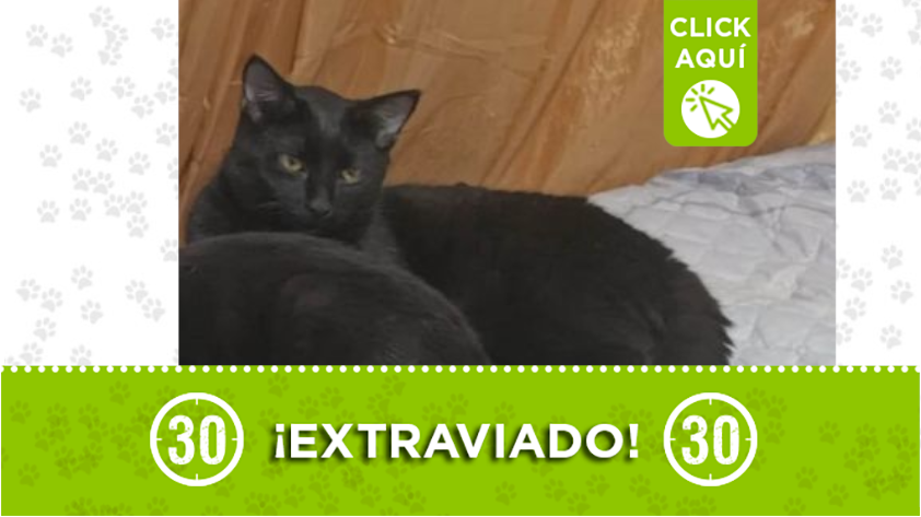 ¡Difunde! Más noticias de Mascotas perdidas y en adopción