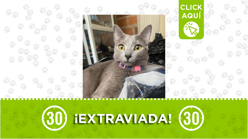 'Nala' se perdió en AltaVista