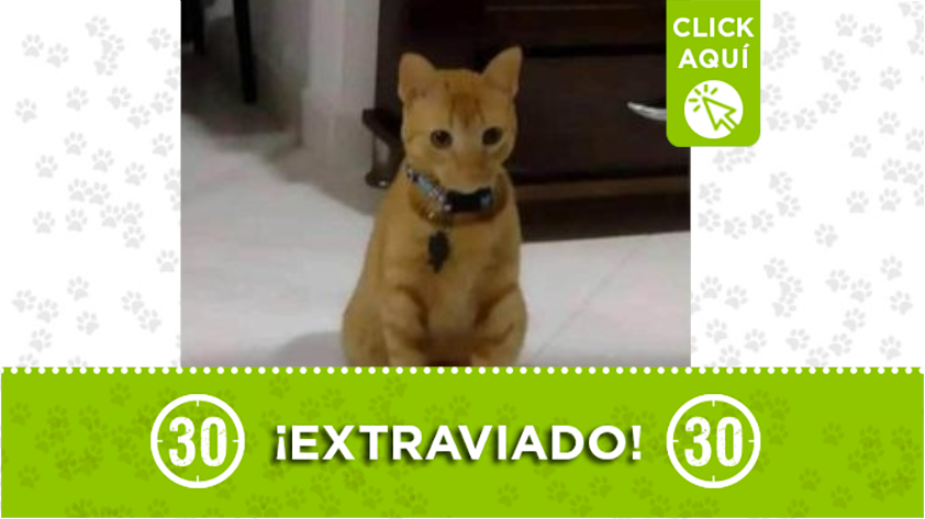 'Polo' se perdió en El Socorro