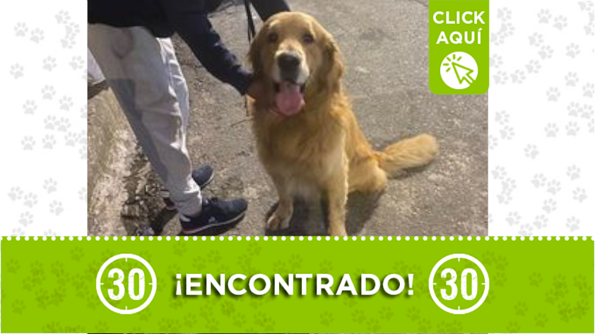 Perrito encontrado en Manrique