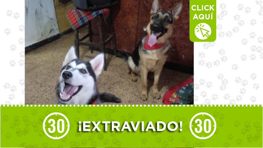 'Apolo y Alan' se perdieron en Manrique