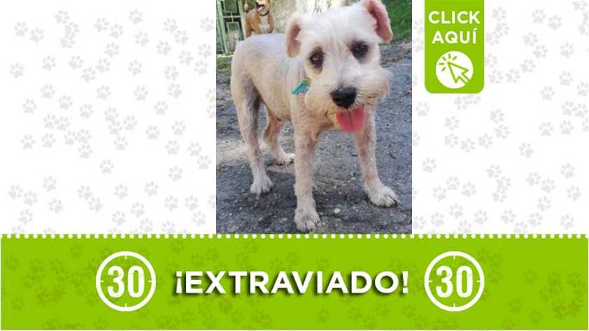 ‘Lucas’ se extravió por Robledo Villa