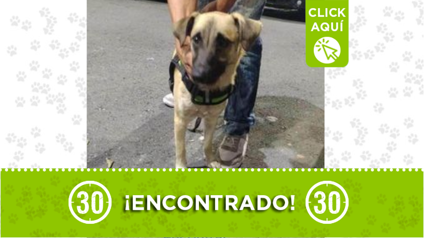 Este perrito fue encontrado en Palmas