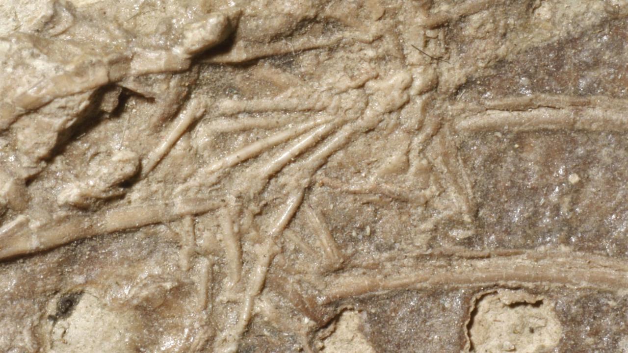 Descubren un raro fósil de un dinosaurio que comió un mamífero