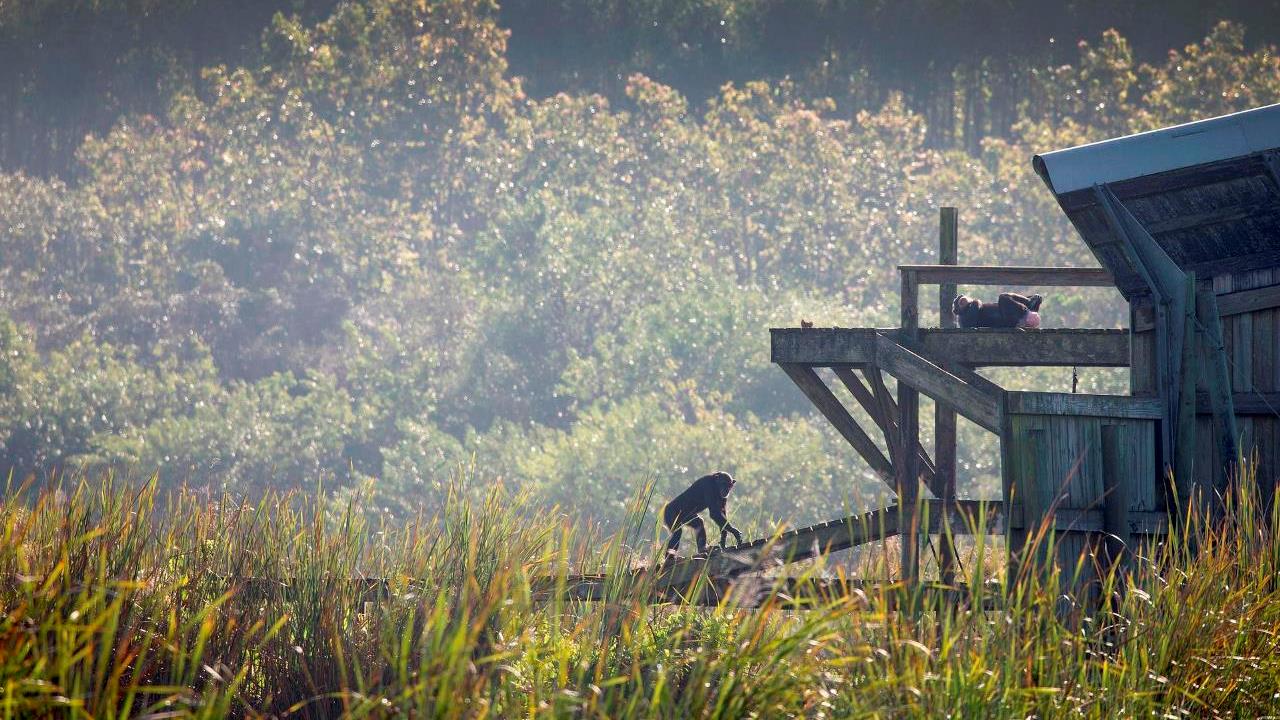 Chillidos, saltos y golpes: Navidad en una reserva de chimpancés en Florida