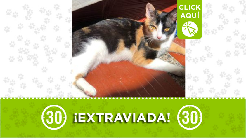 ‘Mia’ se extravió en Zamora