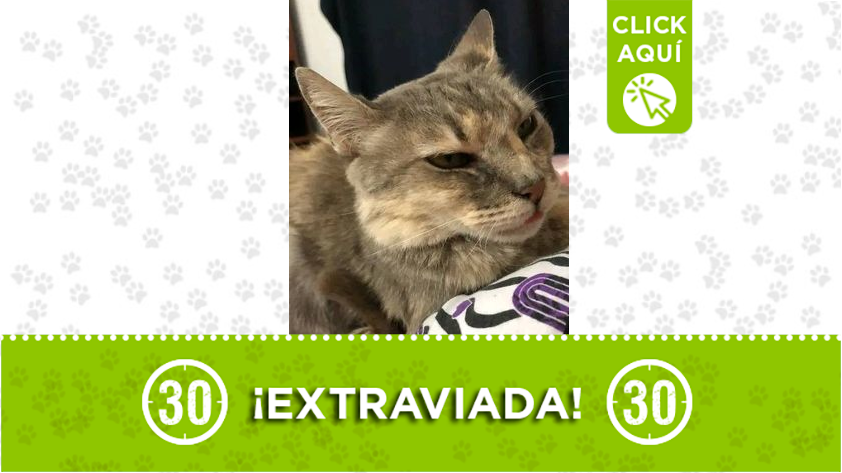 "Nina" se perdió en el Polular