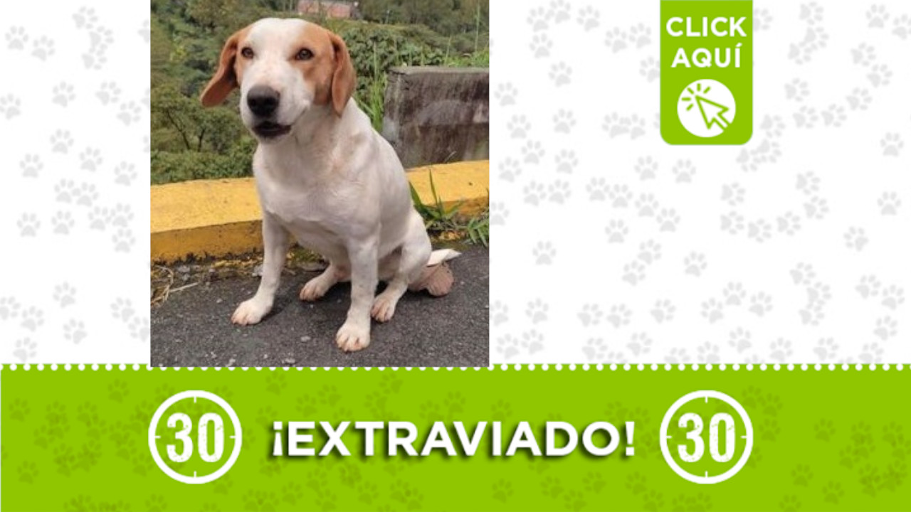 "Niño", se perdió desde el 3 de diciembre en Caldas, Antioquia
