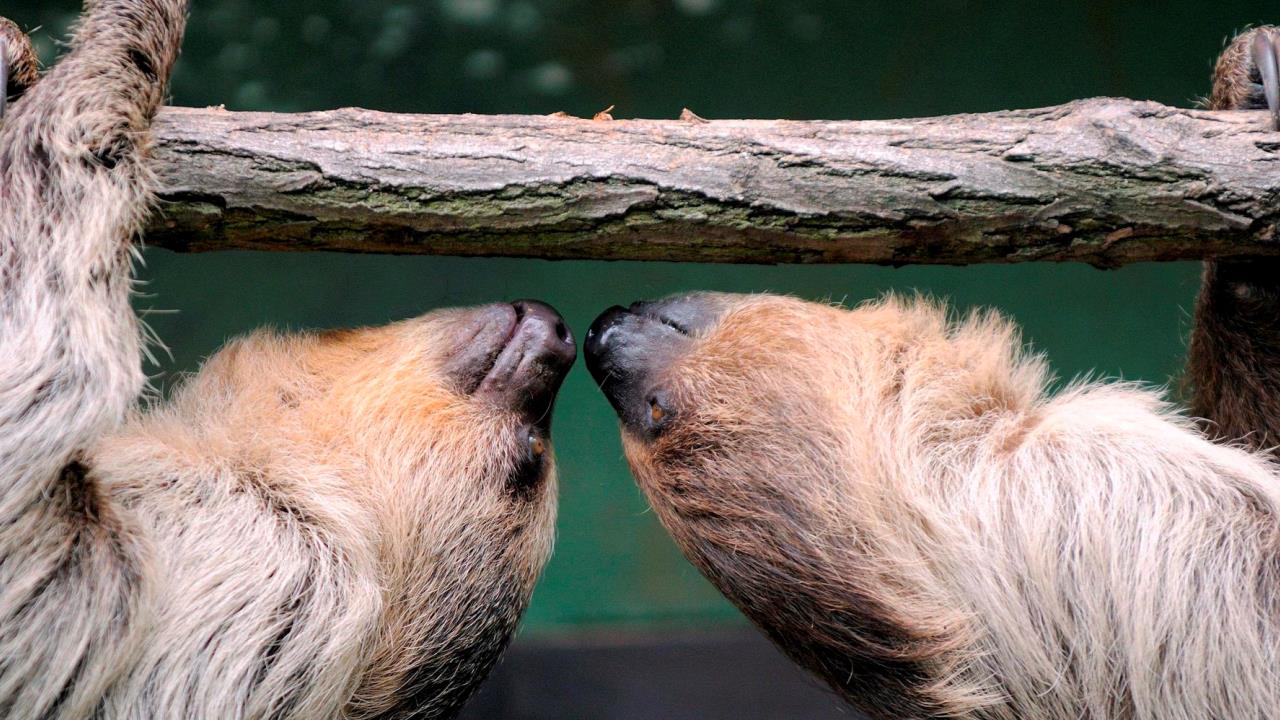 Abre un centro de cuidado para los osos perezosos en una reserva de Costa Rica