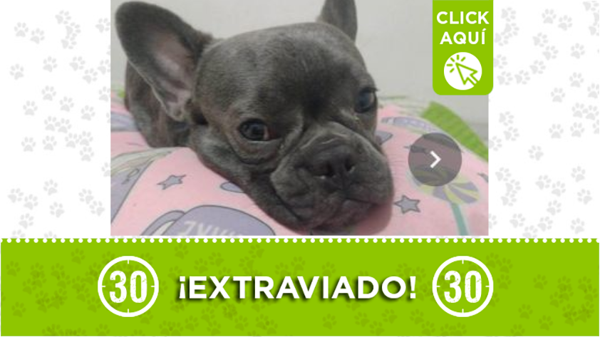 ¡Difunde! Más noticias de Mascotas perdidas y en adopción