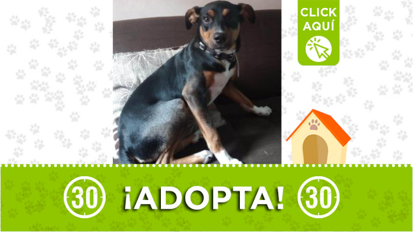 Este lindo perrito busca un hogar