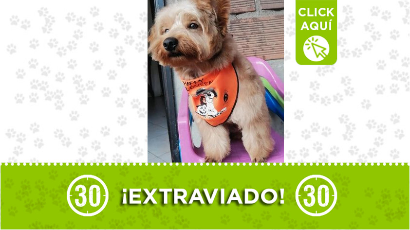 ‘Toby’ se extravió en Itagüí