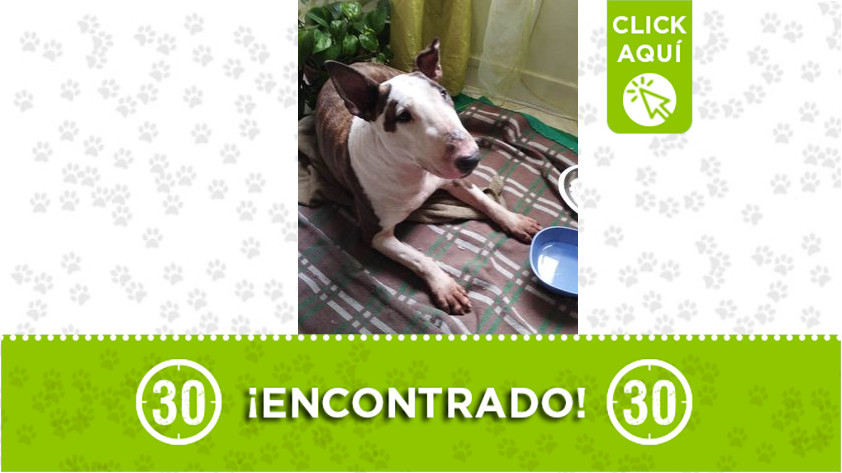Perrito encontrado en Robledo