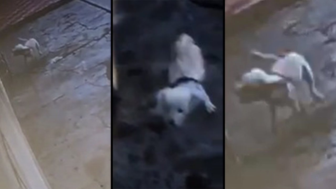 %C2%A1Indignate Otro caso de maltrato animal en Barranquilla Tiraron agua caliente a un perrito