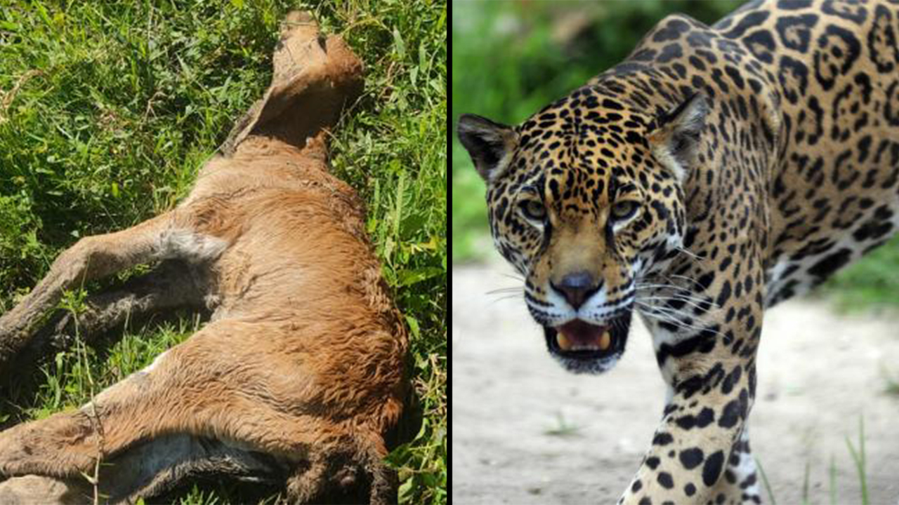 %C2%A1Lo que dejo el hambre Jaguares se comen el ganado en Puerto Wilches