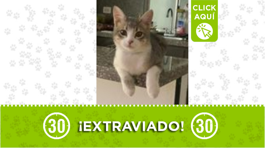 ‘Kenji’ se extravió en el barrio Nápoles de Cali