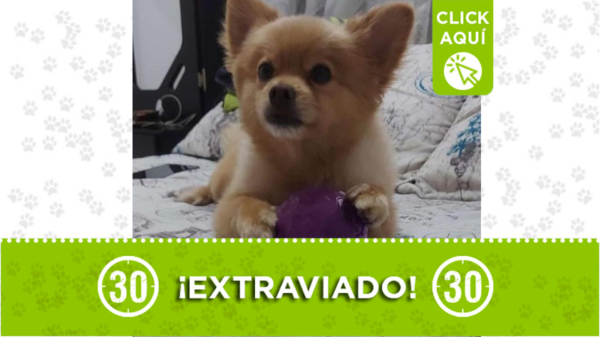 ‘Romero’ se extravió en Belén San Bernardo