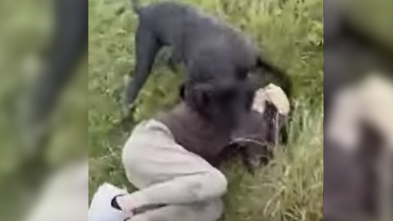 Pedófilo es atacado por perros del padre de la que iba ser la víctima