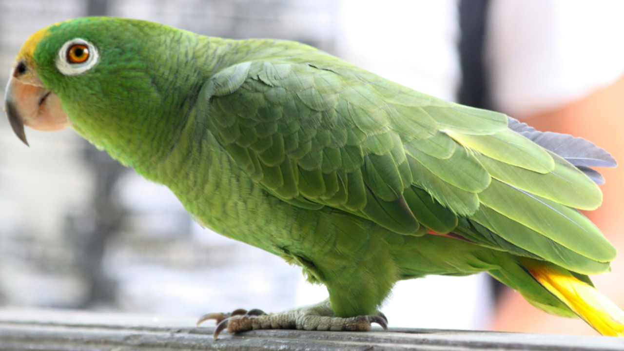 Un loro fue secuestrado en Barranquilla y su dueña tuvo que pagar por su liberación