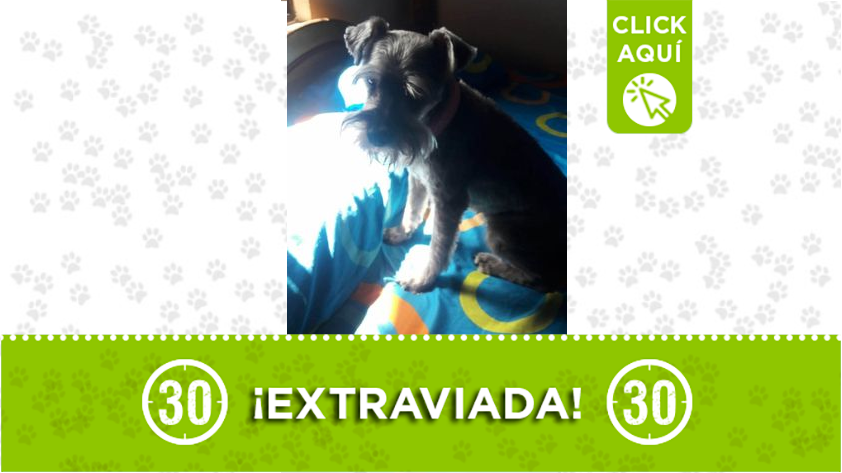 ¡Difunda! Más noticias de Mascotas Perdidas