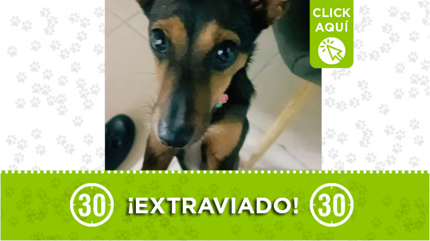 ¡Difunda! Más noticias de Mascotas Perdidas