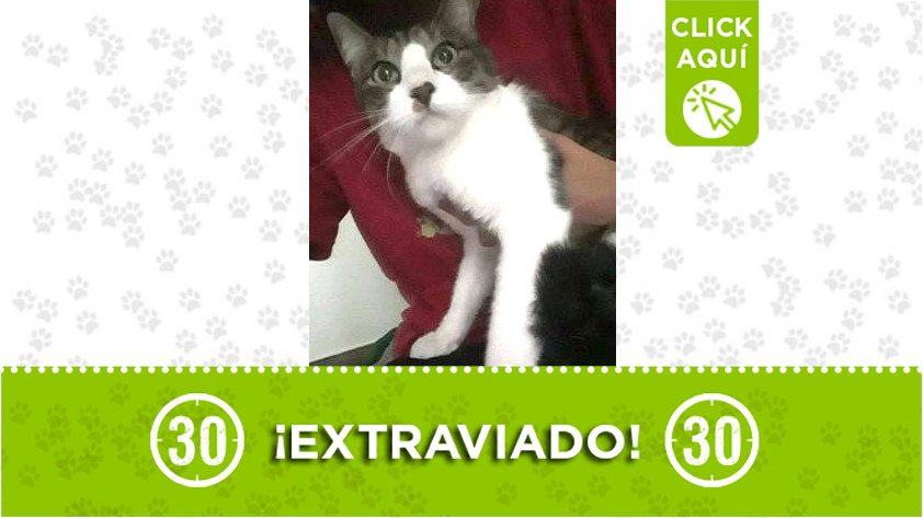 ‘Boris’ se extravió en el barrio La Sonora, Bello