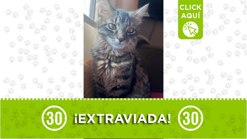 «Mia» se extravió por la Casa de la Justicia de Niquía