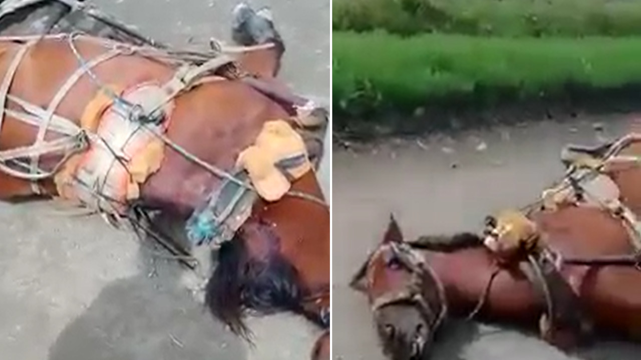 [VIDEO] A tiros mataron a un caballo que transportaba caña en Palmira