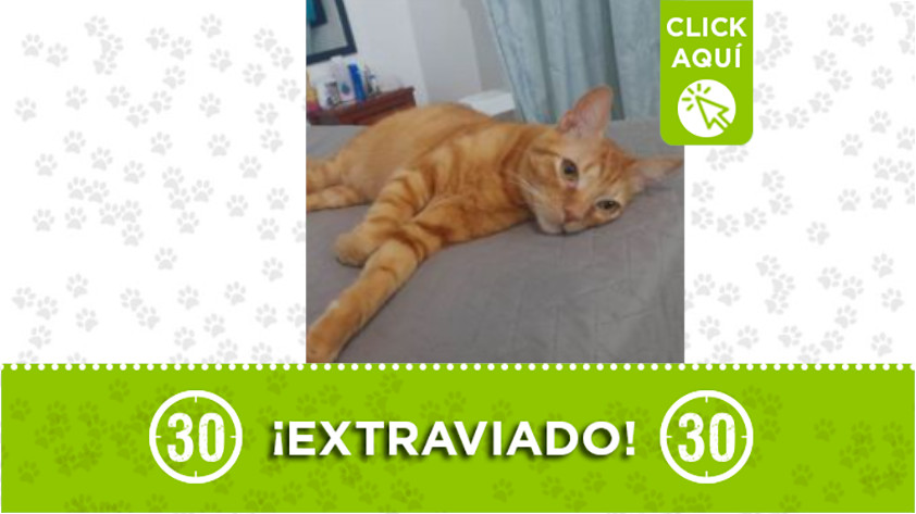 "Pistacho" se extravió por los lados de la bomba (Las Mellizas), Buenos Aires