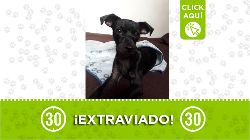 ¡Comparta! Más noticias de Mascotas perdidas y en adopción