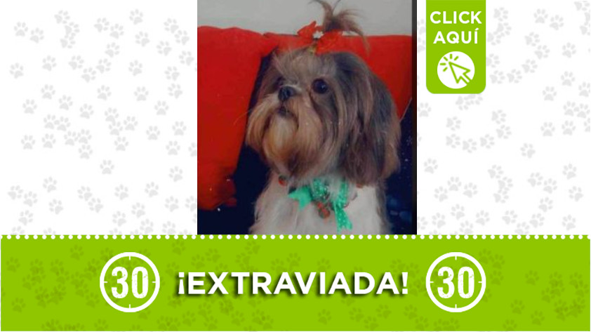 ‘Dana’ se extravió en Castilla