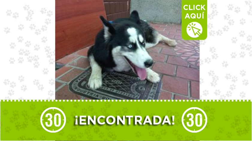 Perrita encontrada en Bello