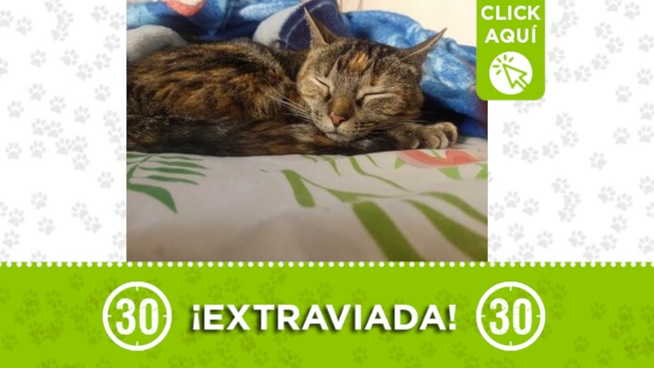 Agata se extravió en Sabaneta ¿la ha visto?