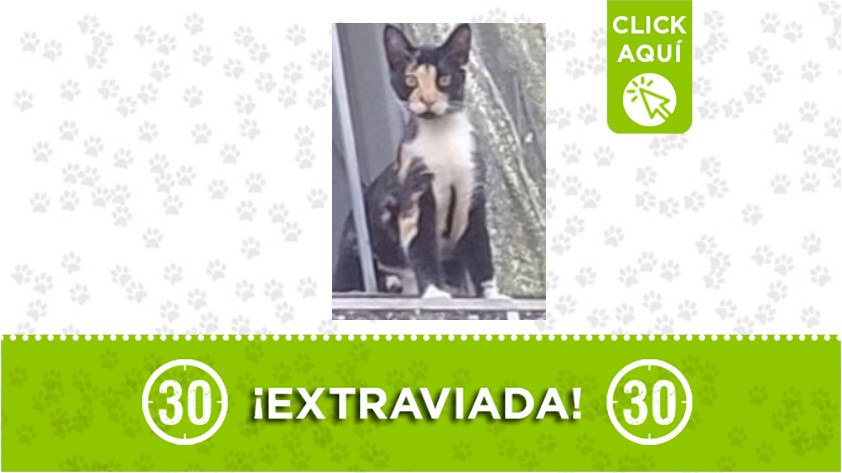 «Alana» se extravió en Campo Valdés