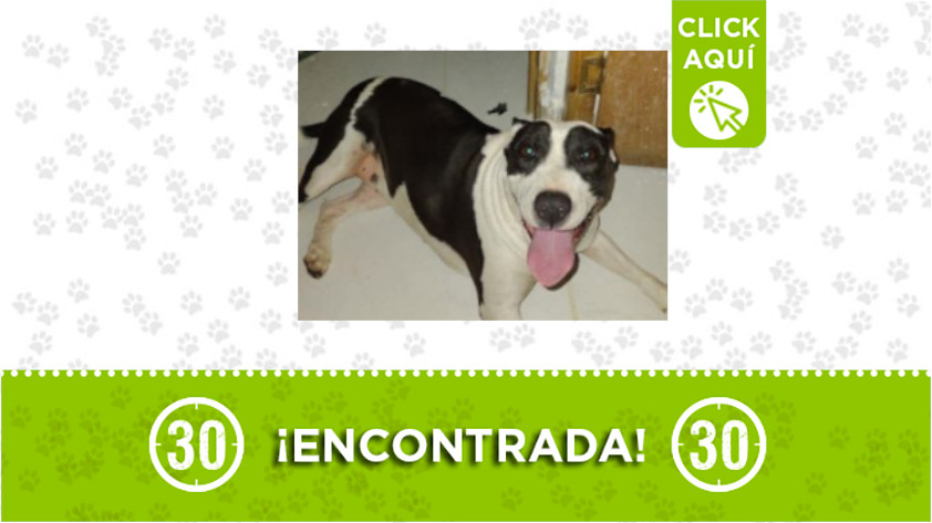 Perrita encontrada en Belencito La Asomadera
