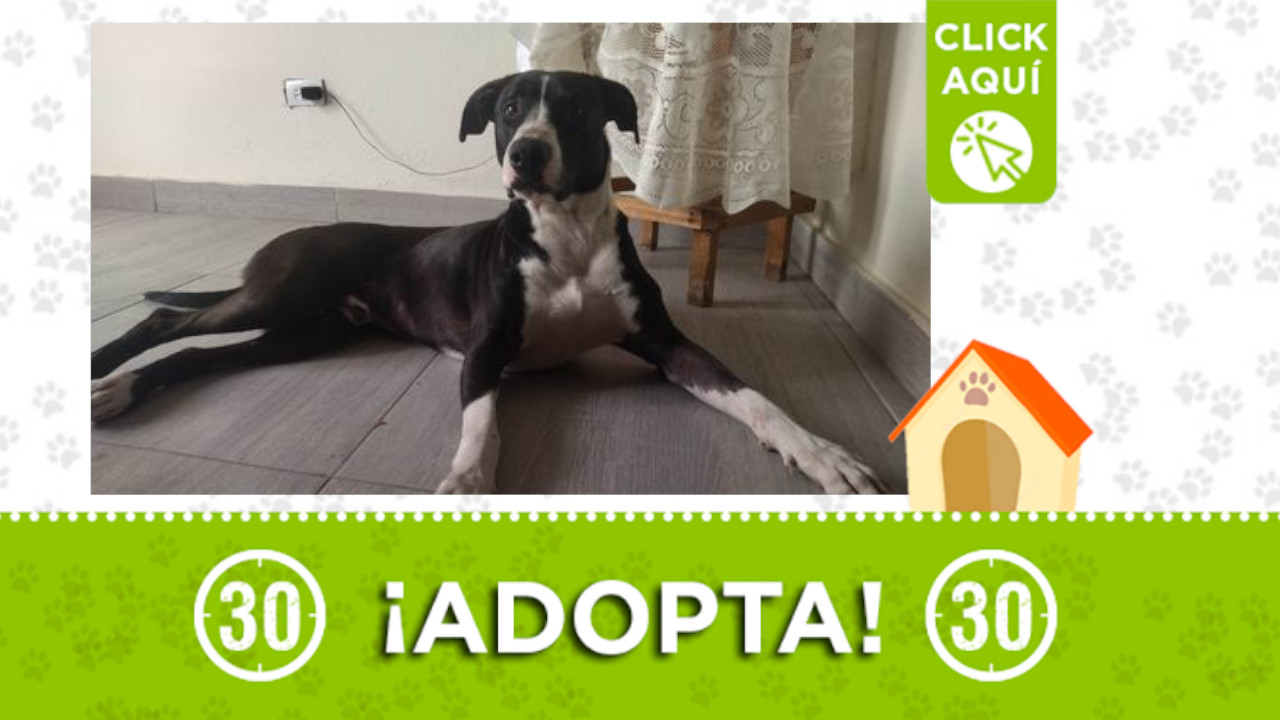 'Bruno' busca un hogar en el que le brinden mucho amor