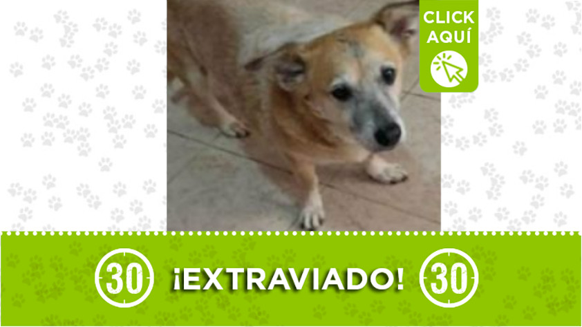 “Bruno” se perdió en Santa Cruz