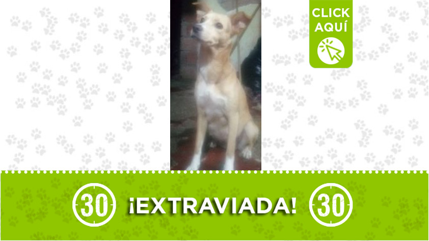 ‘Canela’ se perdió en Enciso