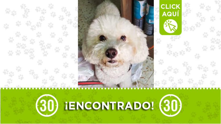 Perrito encontrado en Castilla