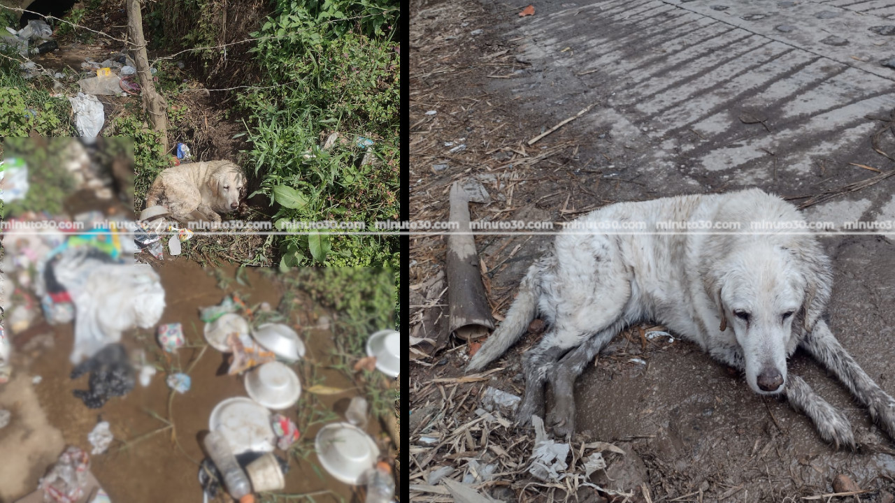 Desalmados atropellaron a una perrita y la arrojaron viva a un basurero en El Santuario