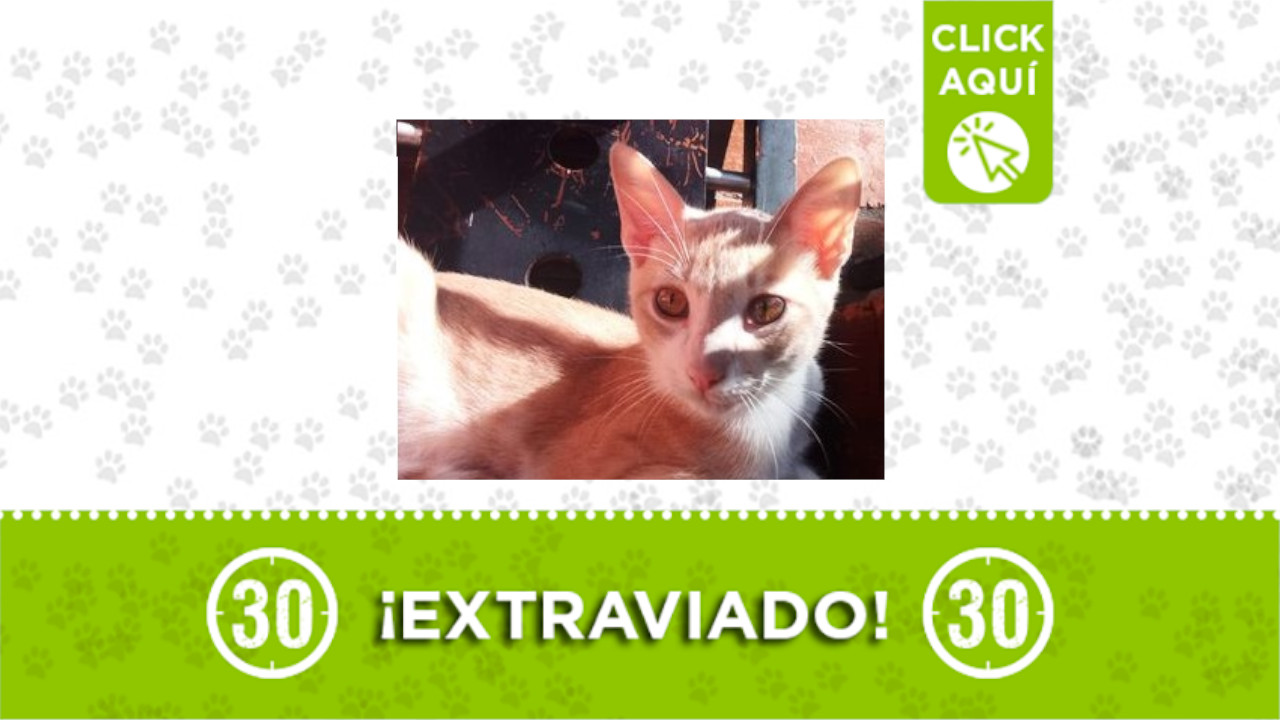 Chikito