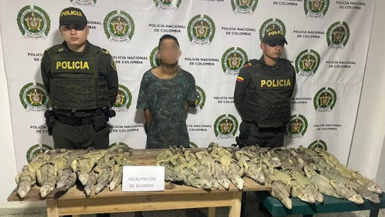 Fue capturado un hombre que iba comercializar 30 iguanas en Bolivar