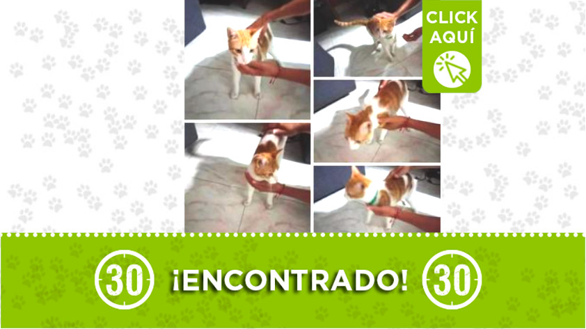 Gato encontrado en San José de Itagüí