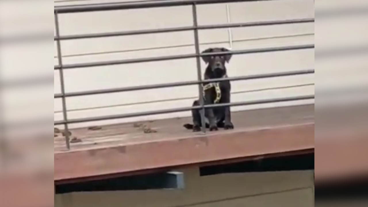 Grabaron a un perrito amarrado en un balcón en Envigado